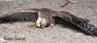 Turmfalke juv Gehirntrauma 1.JPG