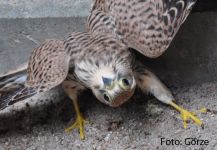 Turmfalke 2 juv.JPG