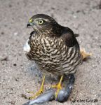 Sperber weibl. juv mit rechter Fluegelverletzung.JPG