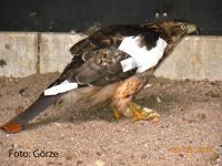 Habicht juv maennl. mit rechter Fluegelverletzung.JPG